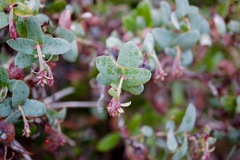 Arctostaphylos pajaroensis