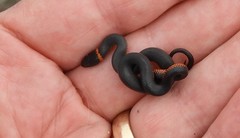 Diadophis punctatus vandenburgii