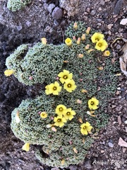 Oxalis erythrorrhiza