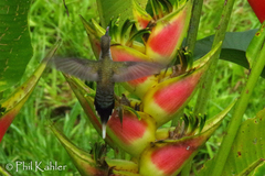 Phaethornis hispidus