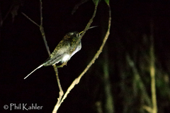 Phaethornis hispidus