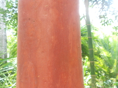 Eugenia multicostata