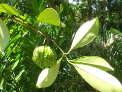Eugenia multicostata