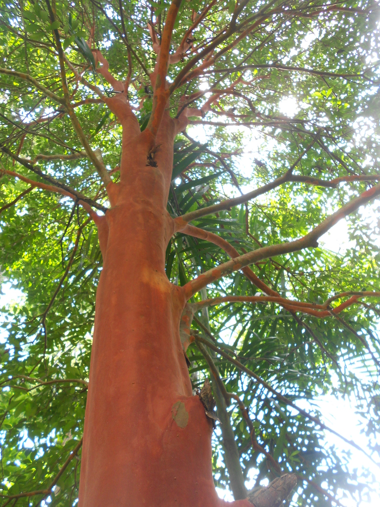 Eugenia multicostata