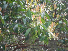 Eugenia multicostata