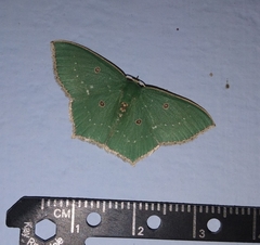 Cyclothea disjuncta
