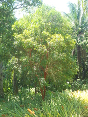 Eugenia multicostata