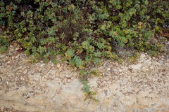 Arctostaphylos pajaroensis