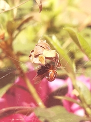 Nihonhimea tesselata