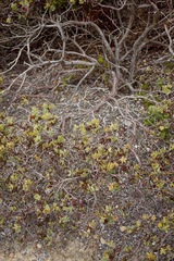 Arctostaphylos pajaroensis