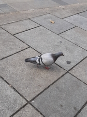 Columba livia domestica
