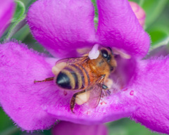 Apis mellifera