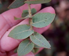 Arctostaphylos pajaroensis