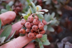 Arctostaphylos pajaroensis
