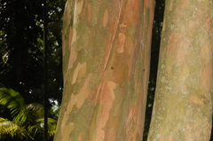Plinia edulis