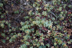 Arctostaphylos pajaroensis