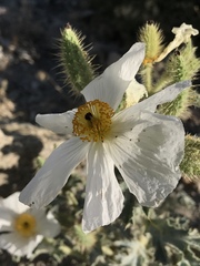 Argemone munita