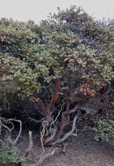 Arctostaphylos pajaroensis