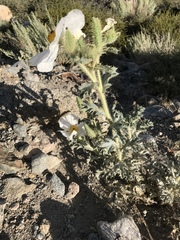 Argemone munita