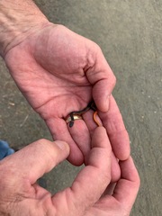 Diadophis punctatus vandenburgii