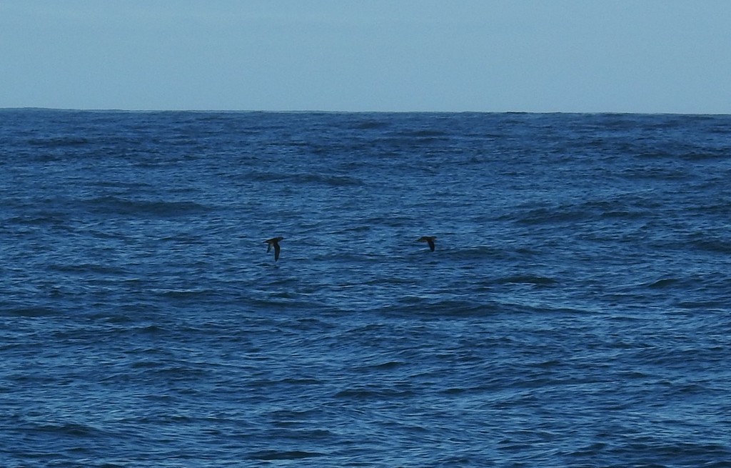 Balearic Shearwater