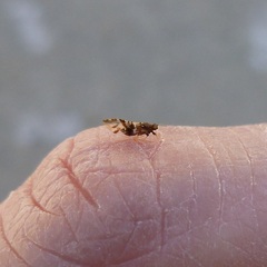 Bactericera maculipennis