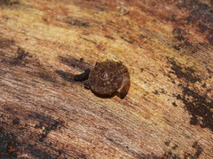 Charopidae