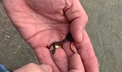 Diadophis punctatus vandenburgii