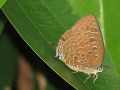 Arhopala eumolphus