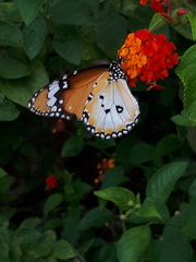 Danaus chrysippus chrysippus
