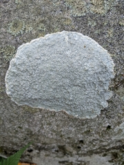 Phlyctis petraea
