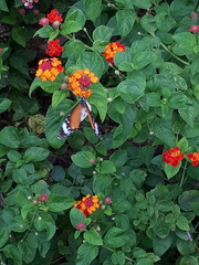 Danaus chrysippus chrysippus