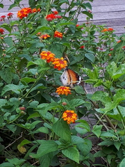 Danaus chrysippus chrysippus
