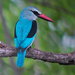 Woodland Kingfisher - Photo (c) Nik Borrow, some rights reserved (CC BY-NC)