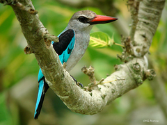 Halcyon senegalensis