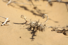 Phrynocephalus guttatus