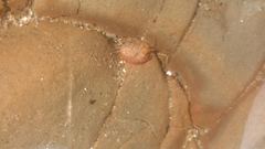 Eumalacostraca