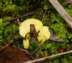 Austeria citrea image
