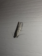 Ephestia parasitella
