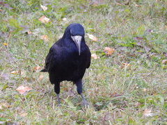 Corvus frugilegus