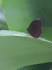 Elymnias hypermnestra beatrice