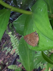 Arhopala centaurus nakula