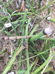 Equisetum × moorei