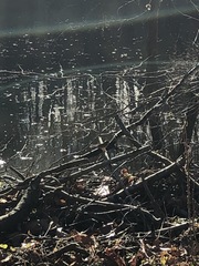 Zonotrichia albicollis