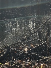 Zonotrichia albicollis