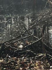 Zonotrichia albicollis