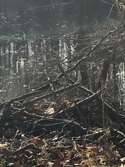 Zonotrichia albicollis