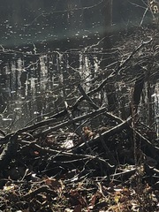 Zonotrichia albicollis