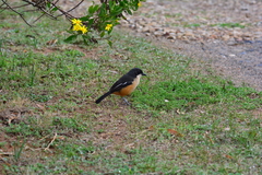 Laniarius ferrugineus ferrugineus