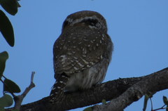 Glaucidium perlatum